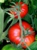250px-Tomatoes-on-the-bush[1].jpg